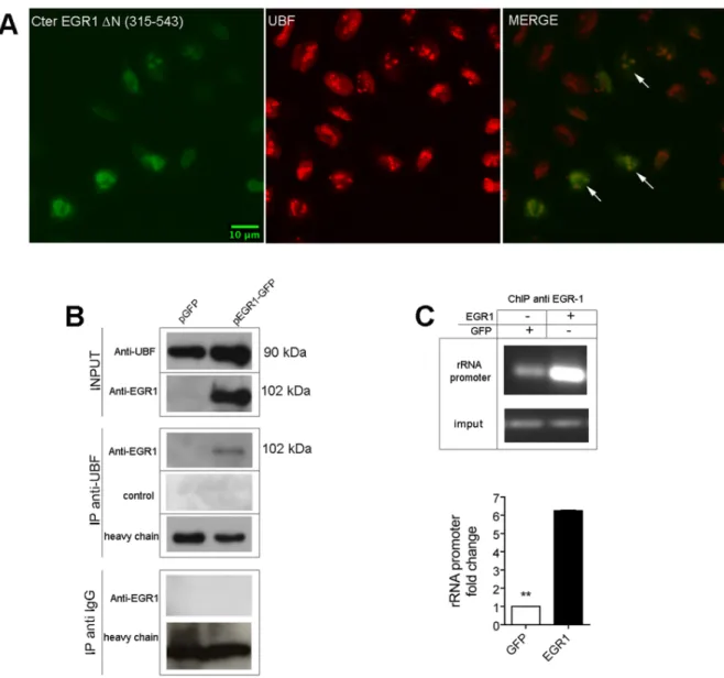 Figure 6. EGR1 binds to UBF in HeLa cells. (A) Confocal analysis of Hela cells transfected with the C-terminal EGR1 (DN 1–314) shows the colocalization of EGR1 fragment with UBF