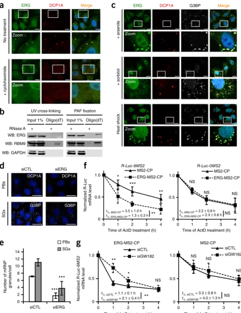 Figure 1  ERG localizes in PBs and   promotes decay of tethered mRNAs.  