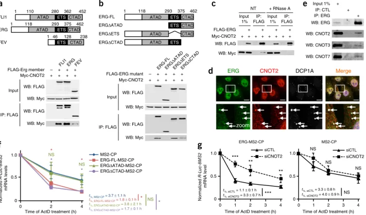 Figure 2  ERG interacts with the CNOT2 component of the CCR4–NOT deadenylation complex in inducing mRNA decay