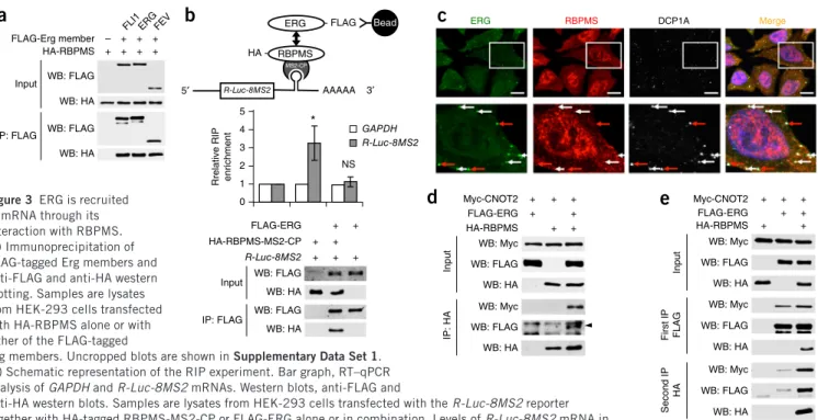 Figure 3  ERG is recruited   to mRNA through its   interaction with RBPMS.  