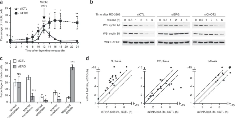Figure 5  ERG depletion induces blockage in early metaphase. (a) FACS analysis using anti-phospho-histone H3 and propidium iodide labeling