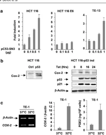 Figure 1 Upregulation of cyclooxygenase-2 (Cox-2) expression by p53. (a) p53-dependent induction of a COX-2 reporter construct.