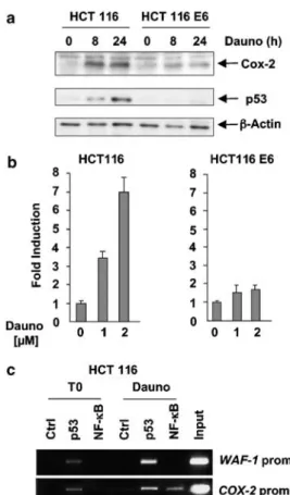 Figure 3 Effect of mutant p53 on cyclooxygenase-2 (Cox-2) expression. (a) Induction of Cox-2 expression by mutant p53.