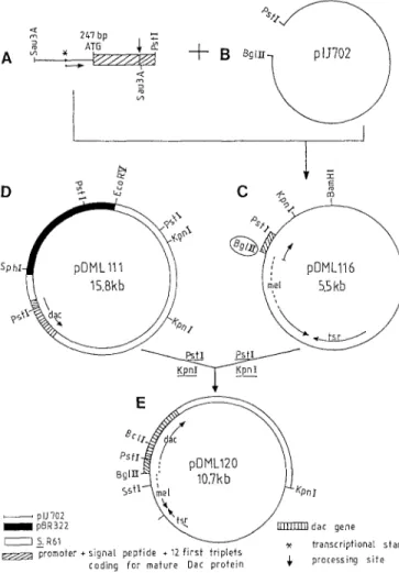 Fig. 4  A-E. Construction of pDMLI 16 (upper part) and pDML120  (lower part) 