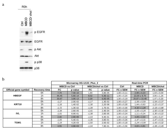 Figure  S1:  Confirmation  of  known  cholesterol-depletion  induced  effects  on  cell  signalling  molecules  and  mRNA expression of selected genes