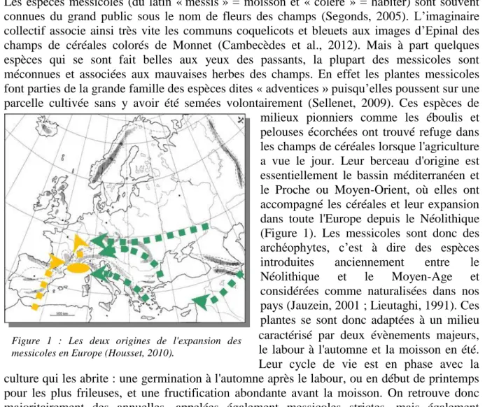 Figure  1  :  Les  deux  origines  de  l'expansion  des  messicoles en Europe (Housset, 2010)