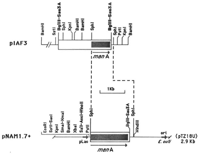 Figure  11:  Construction  plasmidique  de  pNAM1.7+. 