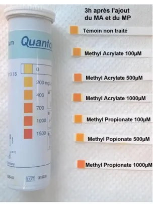 Figure 10 : Evaluation de la quantité d’ions K +  (en mg/L) présents dans le milieu extracellulaire de spores de  C