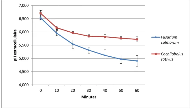 Figure 12 : Acidification du milieu induite par le glucose après 3h d’incubation du mycélium de  F