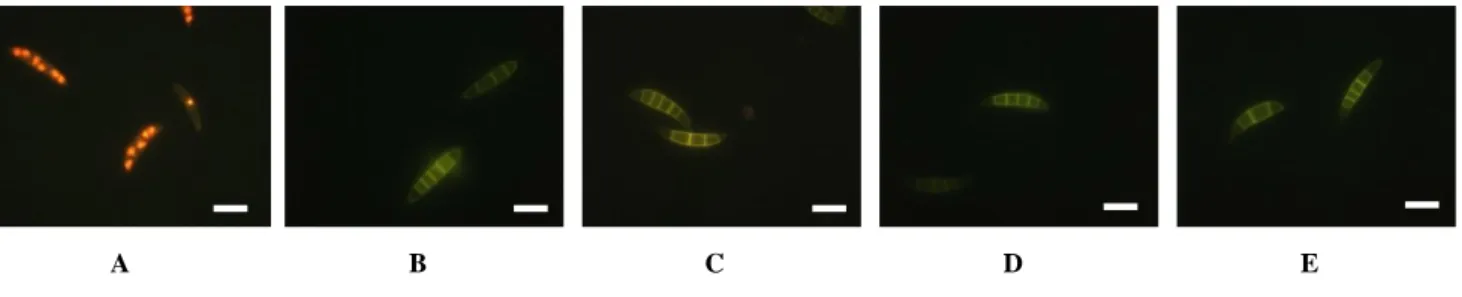 Figure 17 : Observations au microscope à fluorescence des spores de C. sativus soumis à différents  traitements