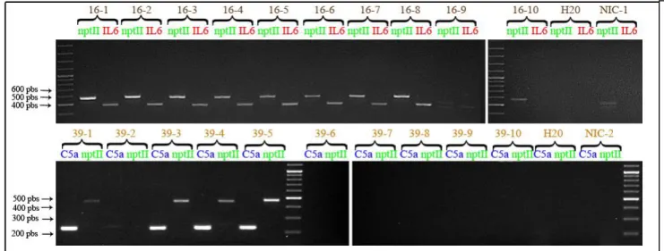 Figure 4: PCR testing the presence of the transgenes  in the F1 generation 