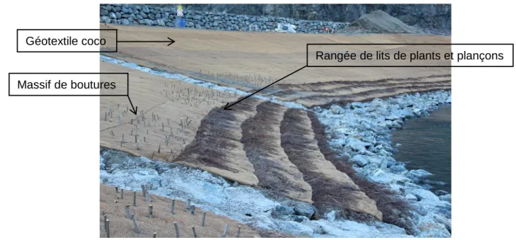 Figure n°4 : Photographie des lits de plants et plançons et des massifs de boutures  (bas de berge) réalisés en aval rive droite du barrage (Mars 2016) 