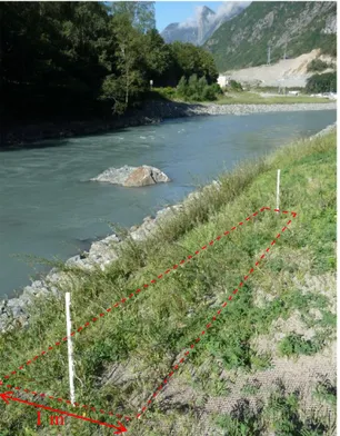 Figure n°6 : Photographie d’un transect de relevés au sein d’un massif de boutures en  amont rive droite du barrage et estimation visuelle du recouvrement (Août 2016)