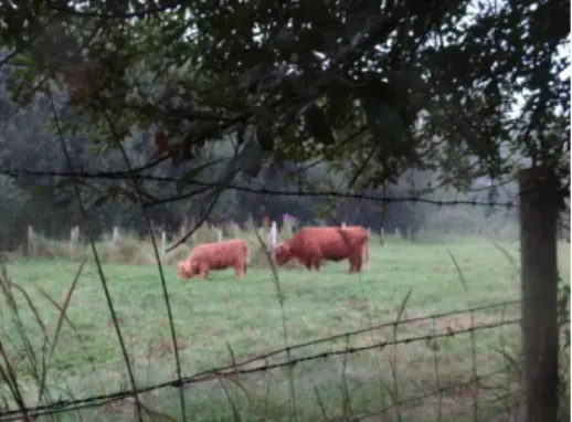 Figure 11: Les vaches écossaises  du site 