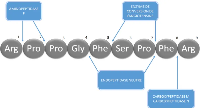 Figure 2 Structure peptidique de la BK et les principales enzymes la dégradant 
