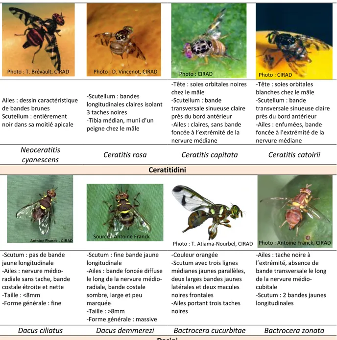 Tableau 1: Caractéristiques morphologiques des 8 espèces de Tephritidae nuisibles à La Réunion 
