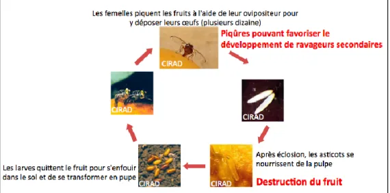 Figure 4: Cycle biologique des Tephritidae et dégâts engendrés 