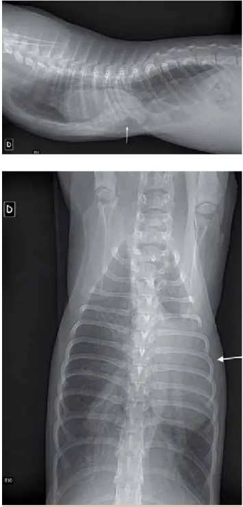 Figure 3 :  Radiographies du chat de la figure 1. 