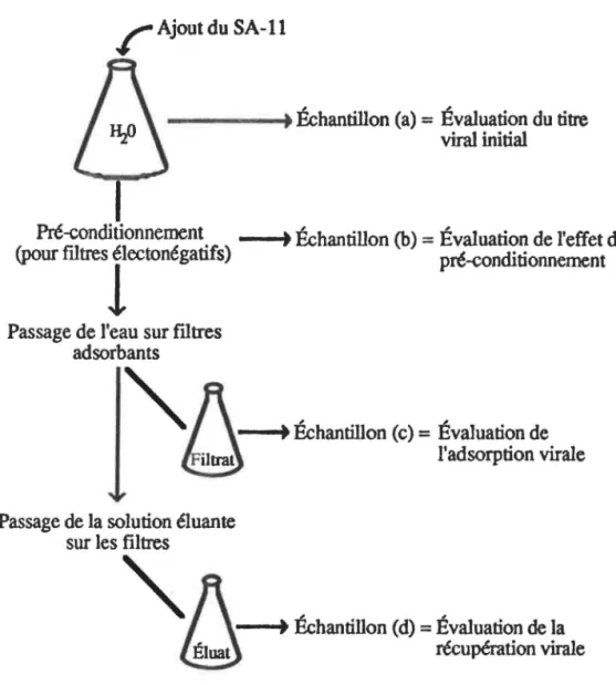 Figure  1:  Méthode  d'évaluation  de  l'efficacité  de  J'adsorption  et  de  l'élution 
