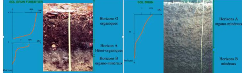 Figure  10    -  Variabilité  de  la  teneur  en  MO  pour  différents  horizons  et  sur  différents sols (Forget, 2013) 