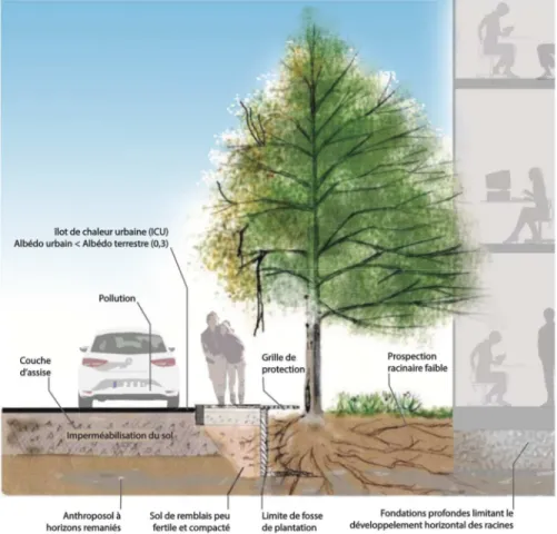 Figure 11 – Développement racinaire et contrainte du sol urbain (Tételin, 2016) 