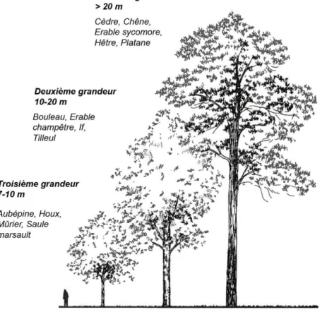 Figure 1 : Hauteur et grandeur des arbres (d’après Larue, 1996). 