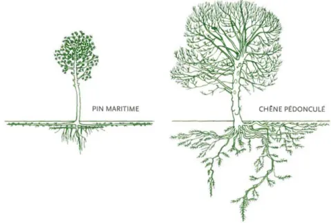 Figure 3 : La hauteur de l’arbre et la longueur des branches et des racines (Hallé, 2011)