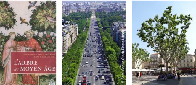Figure 6 : Evolution de la situation de l’arbre urbain au 20 e  siècle (d’après la Charte de  l’Arbre du Grand Lyon, 2011) [5]