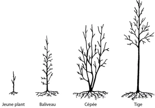 Figure 11 : Principales catégories de plants en pépinière (Le Gourriérec, 2012 ; d’après  Bonardot, 2004)