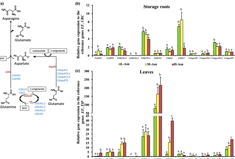 Fig. 2 Correlation between asparagine (Asn) content and the expression of the Asn biosynthetic genes in Cichorium intybus