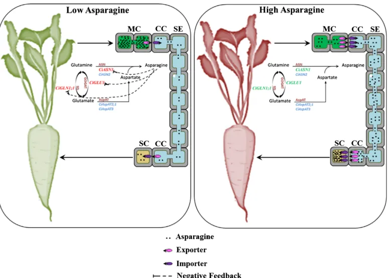 Fig. 4 Simplified model for asparagine (Asn) transport and accumulation in Cichorium intybus storage roots