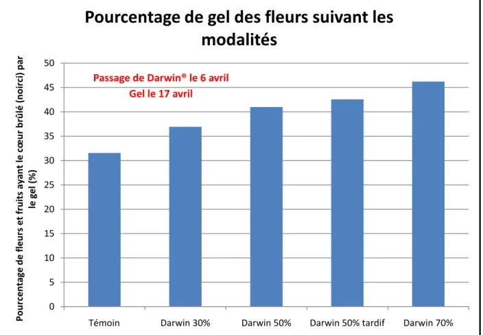 Figure 5 : Effet du gel (pourcentage de fruits brûlés au cœur) suivant les modalités  de passage de la Darwin, mesuré une semaine après le gel