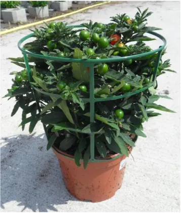 Figure 9: Solanum en pot de 19 maintenu par un peltaclip (E. Lafay, 2014) 