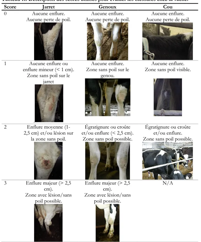 Tableau 11. Description des scores utilisés pour évaluer les blessures chez la vache. 