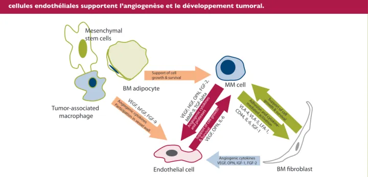 Figure 2: Les interactions paracrines qui existent entre les cellules myélomateuses, les fibroblastes et les  cellules endothéliales supportent l’angiogenèse et le développement tumoral.