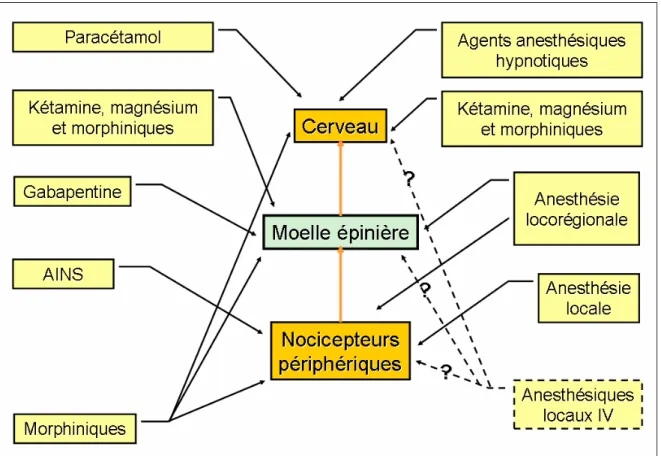 Figure I.10 : Schématisation des possibilités d’action de l’analgésie multimodale sur   l’axe de la perception douloureuse