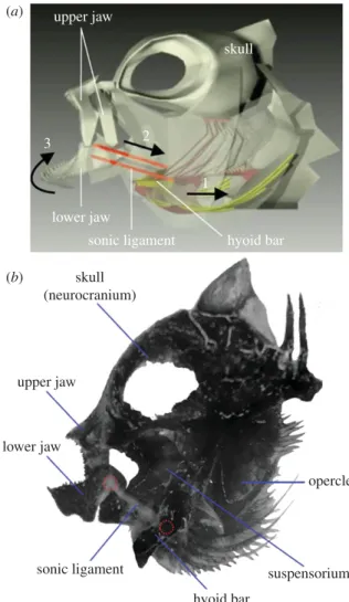 Figure 1. (a) Schematic representation of the sound-production mechanism, illustrating the movement of skeletal components (modified from [18])