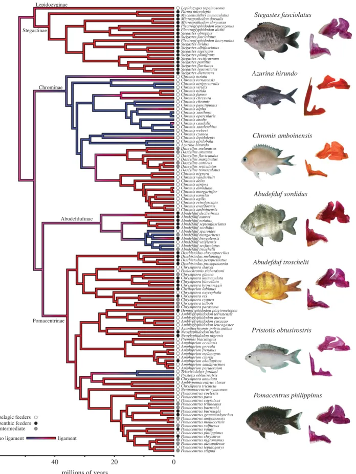 Figure 2. A time-calibrated phylogeny of damselfishes from [21] with a summary map of morphology ( presence of the ceratomandibular (cmd) ligament in red and absence of the cmd ligament in blue) generated through stochastic character mapping using phytools
