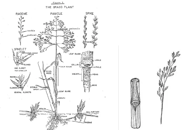 Figure 8a : Illustration de la morphologie des graminées. Source : Nowosad et al., 1936
