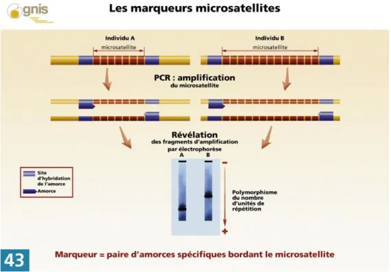 Figure 10 : Fonctionnement des marqueurs SSR. Source : GNIS, 2015. 