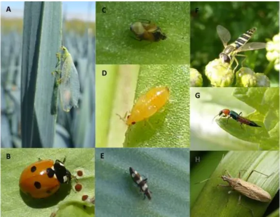Figure 3 : Quelques ennemis naturels de Thrips tabaci. (A) Chrysopidae, (B)  Coccinellidae, (C) Anthocoridae (adulte), (D) Anthocoridae (larve) (E) Aeolothrips  intermedius, (F) Syrphidae, (G) Staphylinidae, et (H) Nabdiae