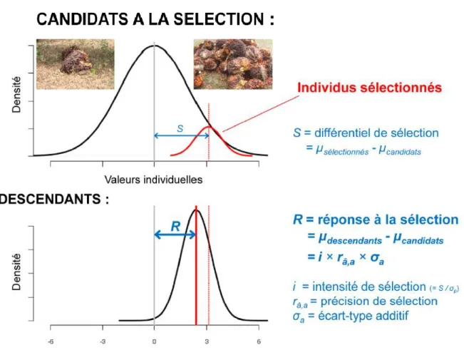 Figure 3 : Réponse à la sélection R et différentiel de sélection S (S = 
