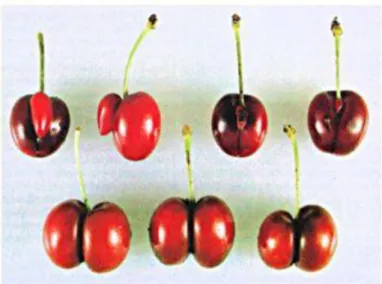 Figure 3: Aberrant sweet cherry fruits from abnormal ovary development (UCDAVIS) 