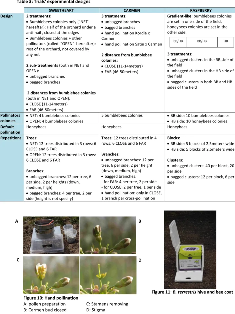 Figure 10: Hand pollination  