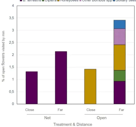 Figure  17:  Foraging  activity  in  CARMEN  depending  on  the  sweet  cherry  variety ('Carmen' or 'Kordia) and the distance to bumblebees colonies