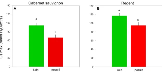 Figure 11 : Conductance stomatique maximale (condition optimale) des vignes irriguées saines et inoculées pour Cabernet sauvignon (A) (n=46) et pour Regent (B) (n=47) au cours des 17 jours suivant l’inoculation