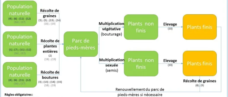 Figure 4 : Processus global de production d'arbres et arbustes locaux (FCBN, 2014) 