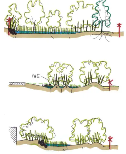 Figure 14 – Coupes de principe des variations du traitement de la noue du corridor écologique (Zéphyr, 2009) 