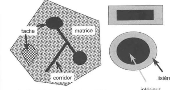 Figure 18 – Illustration du principe « Matrice, tache, corridor » (Burel &amp; Baudry, 1999) 