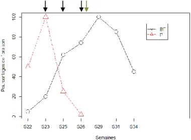 Figure 12 : Evolution du pourcentage de floraison de la bande fleurie (BF) et de la culture de pois (P) au cours du temps,  en semaines (les dates de collectes sont indiquées par une flèche noire et la date de récolte du pois est indiquée par une  flèche v